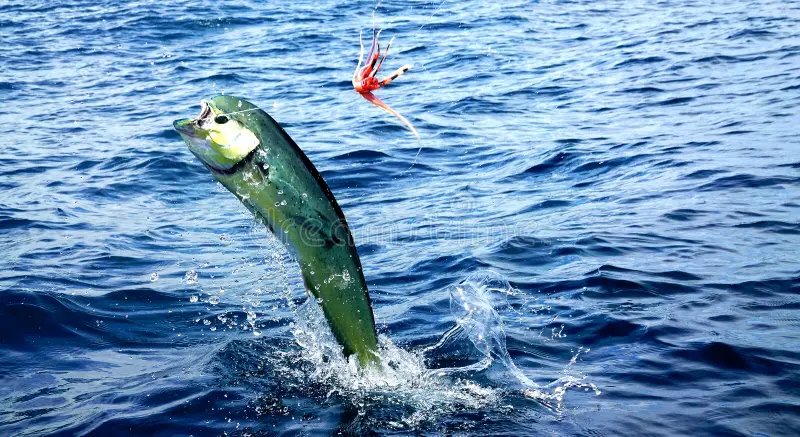 Dorado